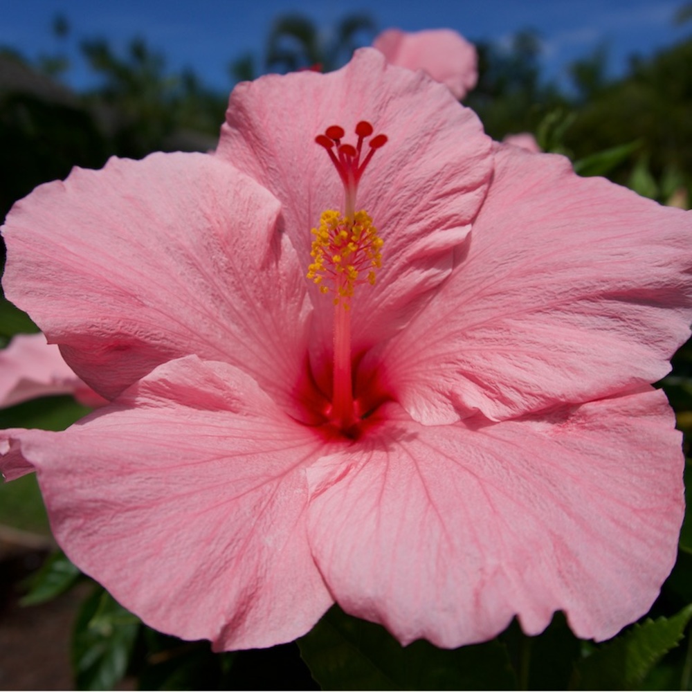 Meet your Posher, Wahine
